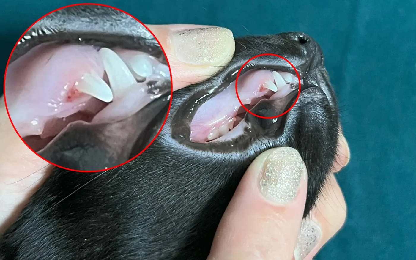 A close-up of a 4-month-old black Oriental kitten's swollen gum and visible socket after losing a baby canine tooth