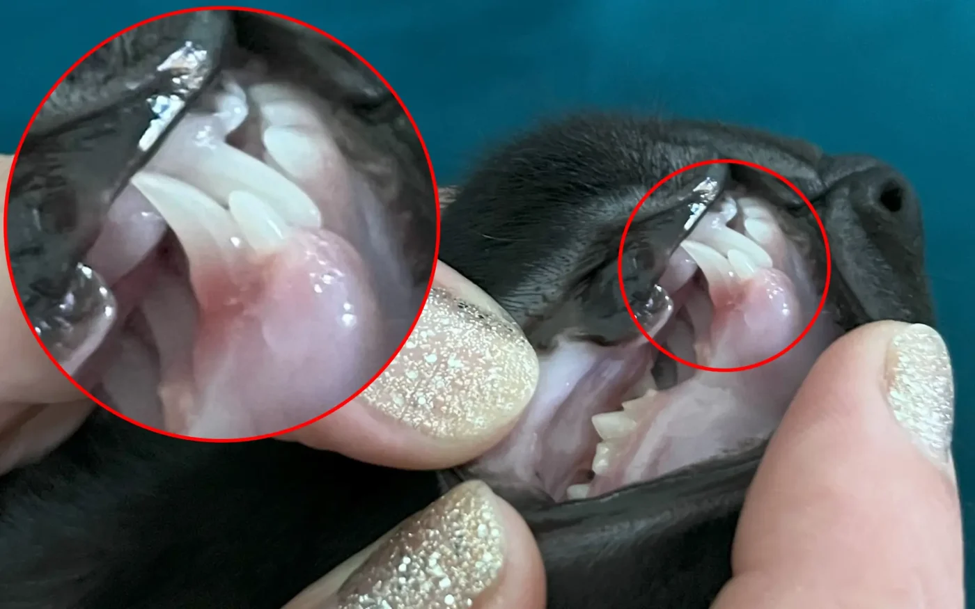 A close-up of a 4-month-old black Oriental kitten showing both a baby canine tooth and an emerging adult canine tooth side by side