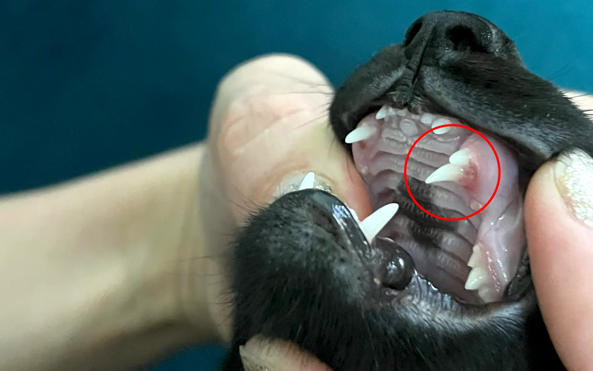 4-month-old black Oriental Shorthair femail kitten showing both a baby canine tooth and an emerging adult canine tooth side by side