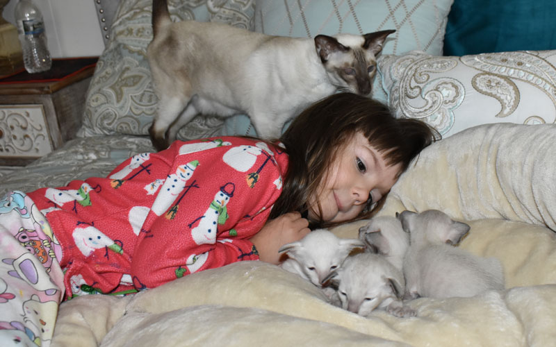 A small girl laying on a bed with Siamese kittens and their mother at Cataristocrat Cattery