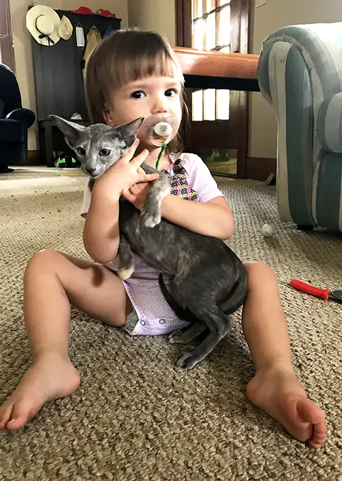 Baby girl holding a gray Oriental Shorthair kitten at Cataristocrat Cattery