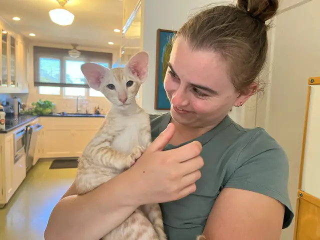 Megan Marcotte, Cataristocrat's client with oriental shorthair kitten