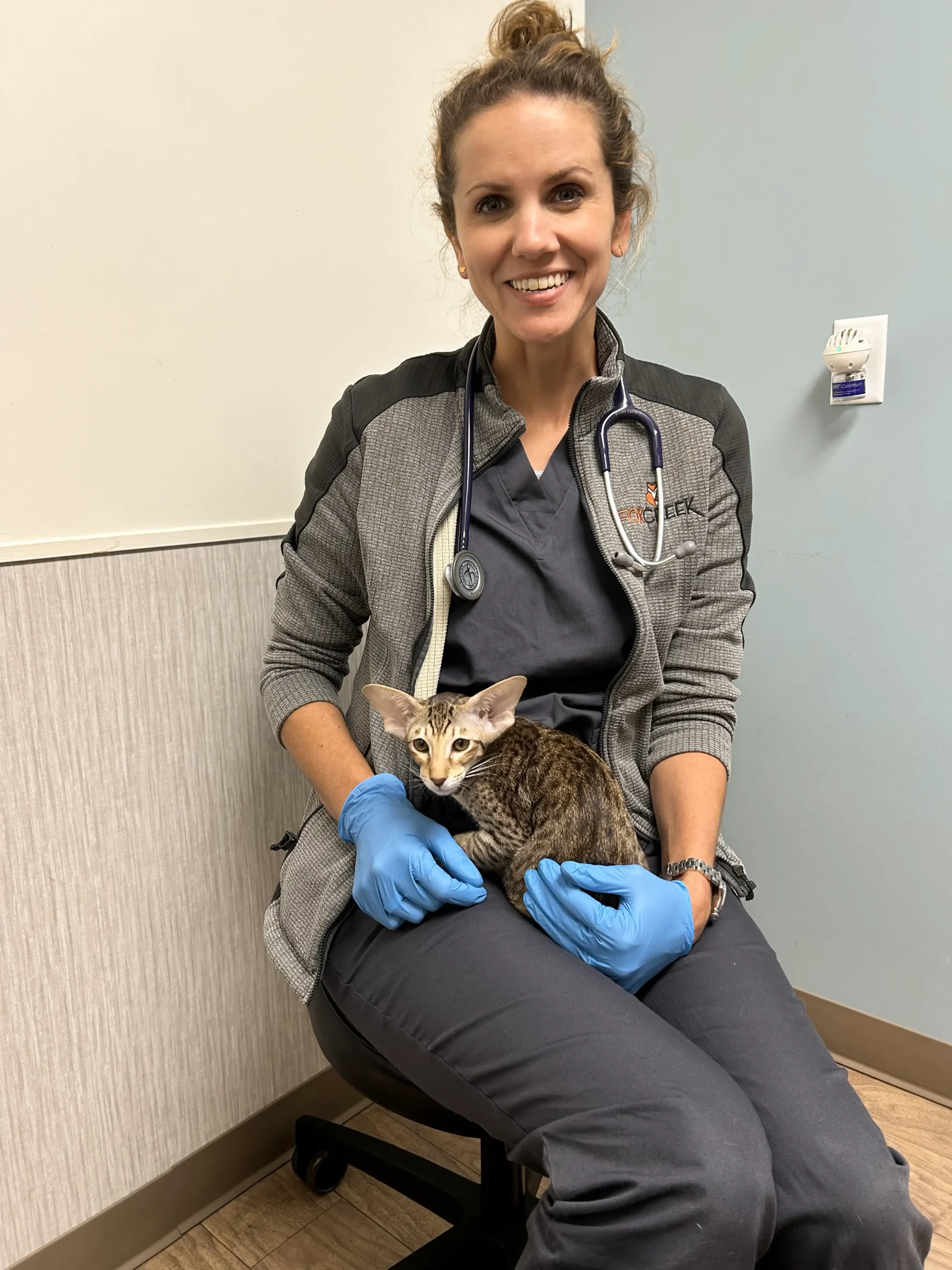 Dr Laura Mills at Fox Creek Veterinary Hospital in Manchester with Leah, an Oriental Shorthair from Cataristocrat Cattery, on her lap