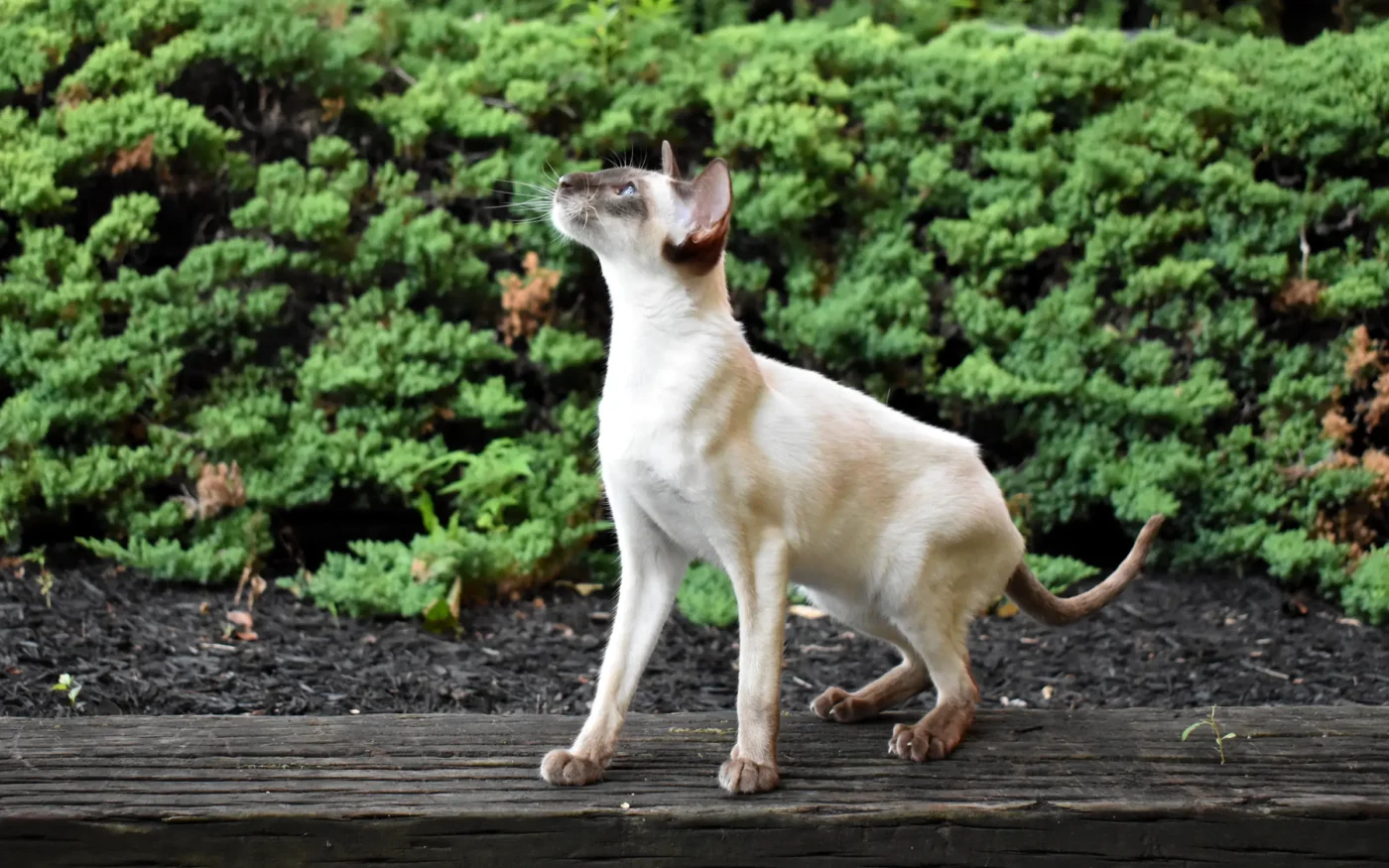 Modern-style Siamese cat