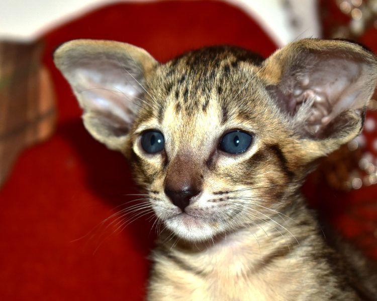 Oriental shorthair Black Spotted male kitten