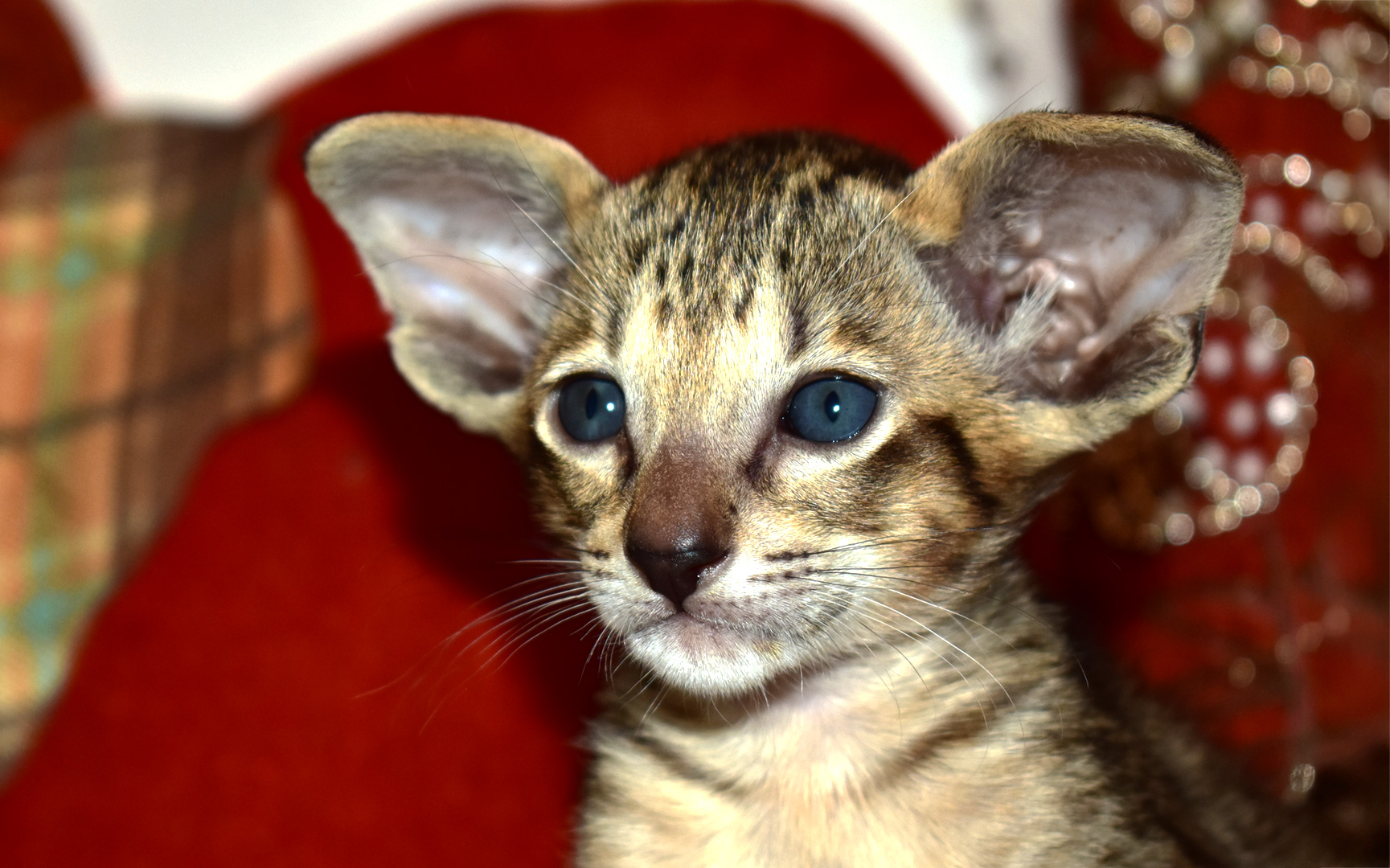 Oriental shorthair Black Spotted male kitten