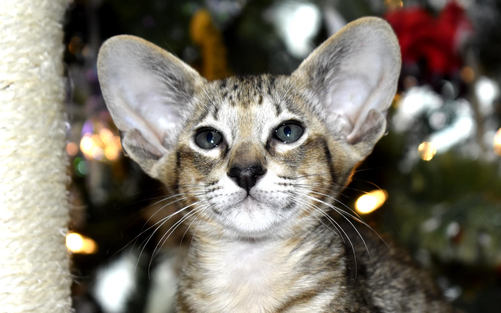 Oriental Shorthair Black spotted tabby kitten for sale