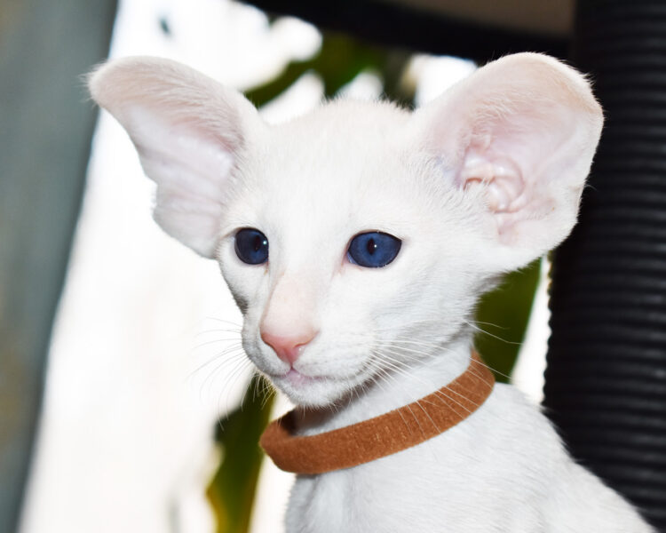 Hugo White with Blue Eyes Oriental shorthair Male kitten for sale