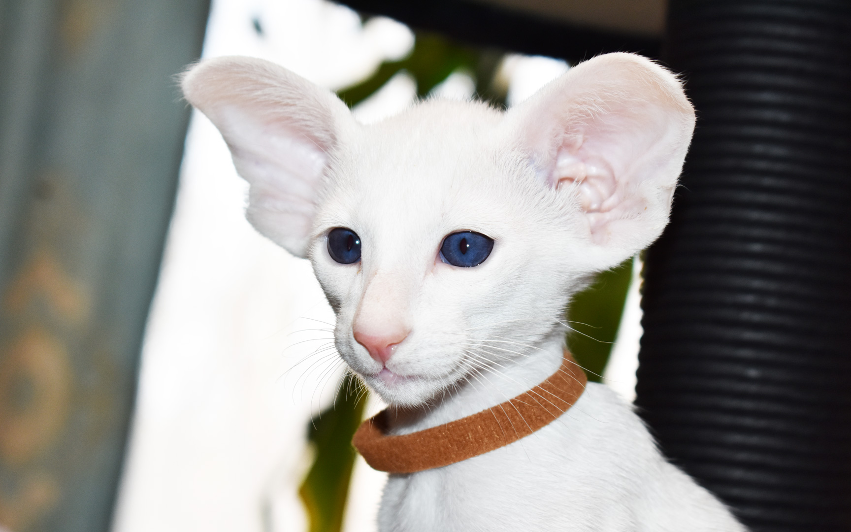 White Oriental shorthair male kitten for sale