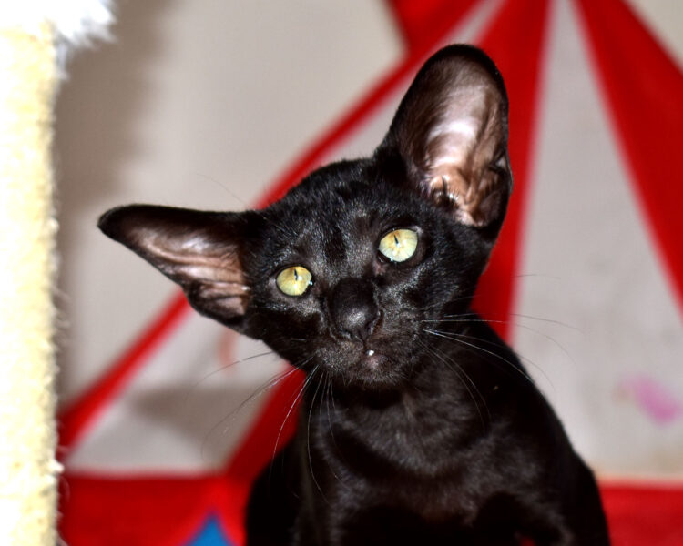 Naomi Sabrina Black Oriental shorthair Female kitten for sale