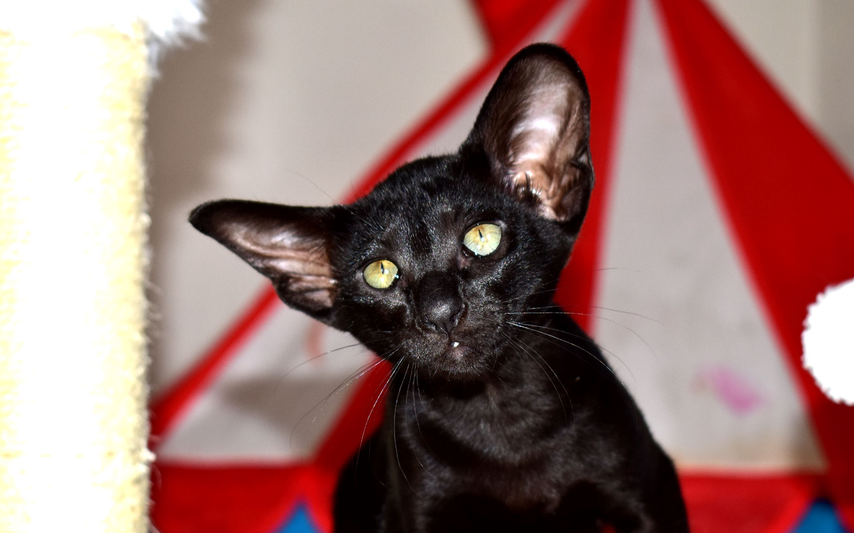 Oriental Shorthair For Sale