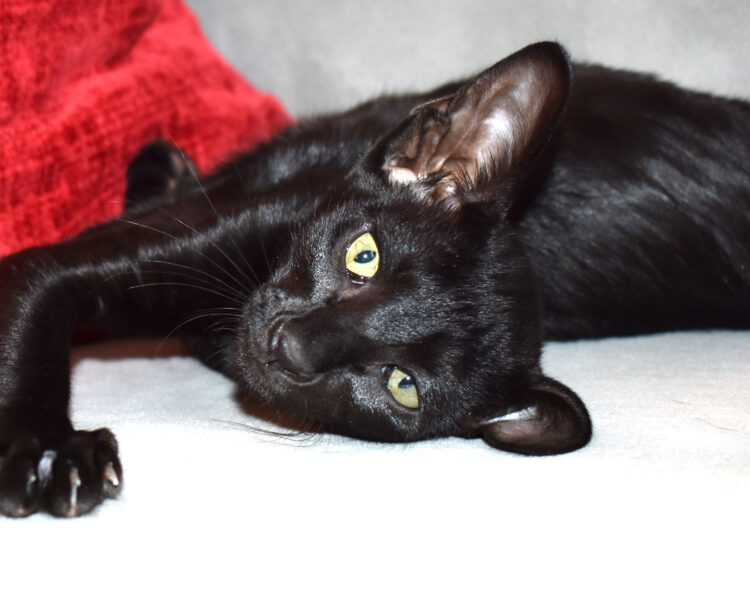 Naomi Sabrina Black Oriental shorthair Female kitten for sale