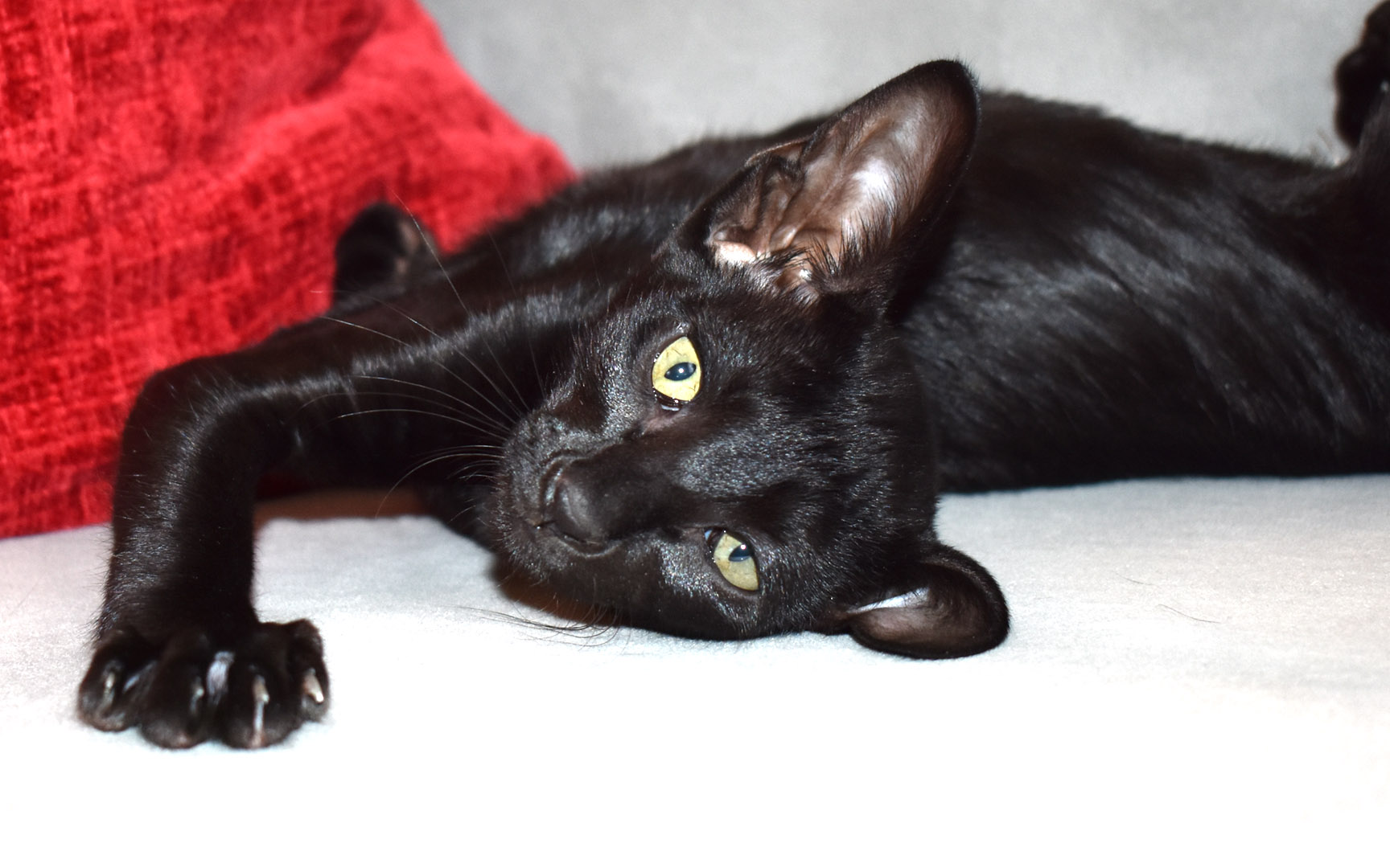 14-week-old Oriental Shorthair kitten for sale Sabrina black female