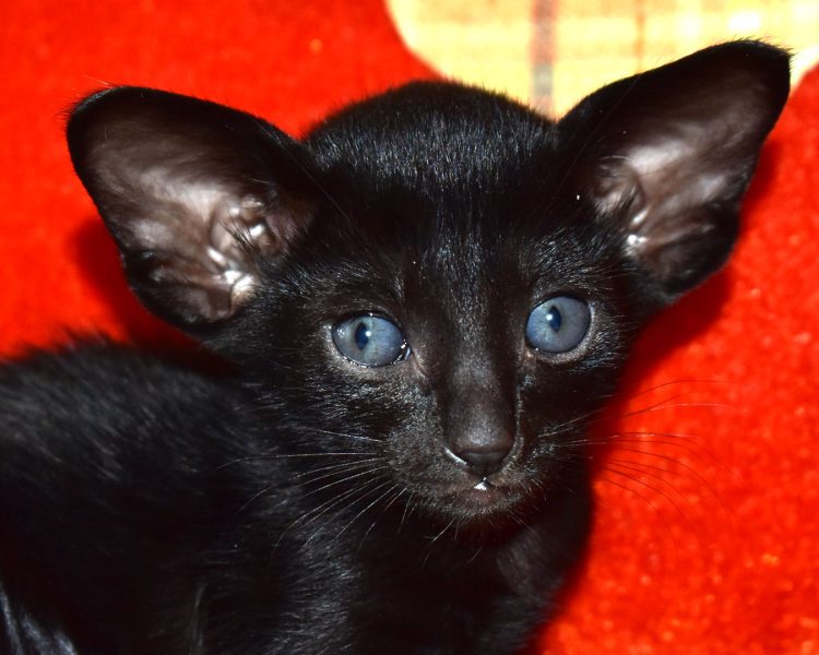 Naomi Sabrina Black Oriental shorthair Female kitten for sale