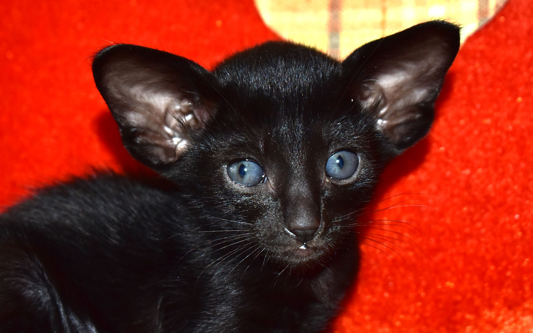 4-week-old oriental shorthair kitten Sabrina black female