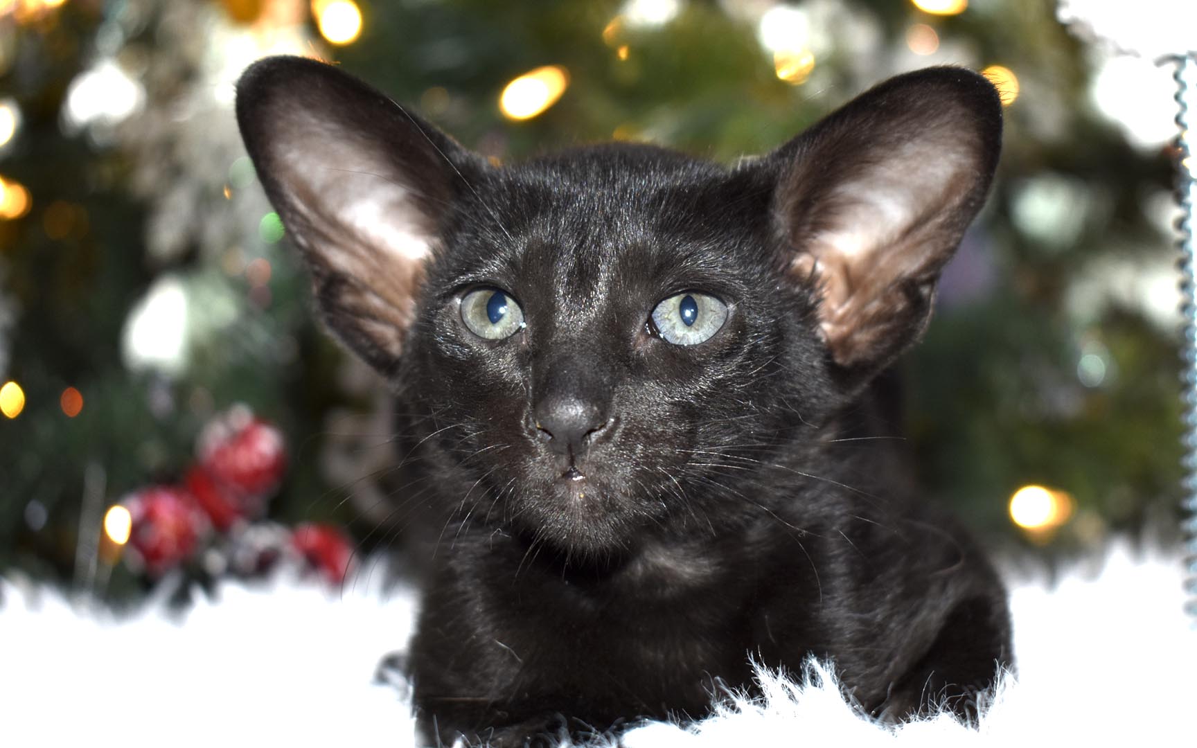 4-week-old Oriental Shorthair kitten for sale Sabrina black female