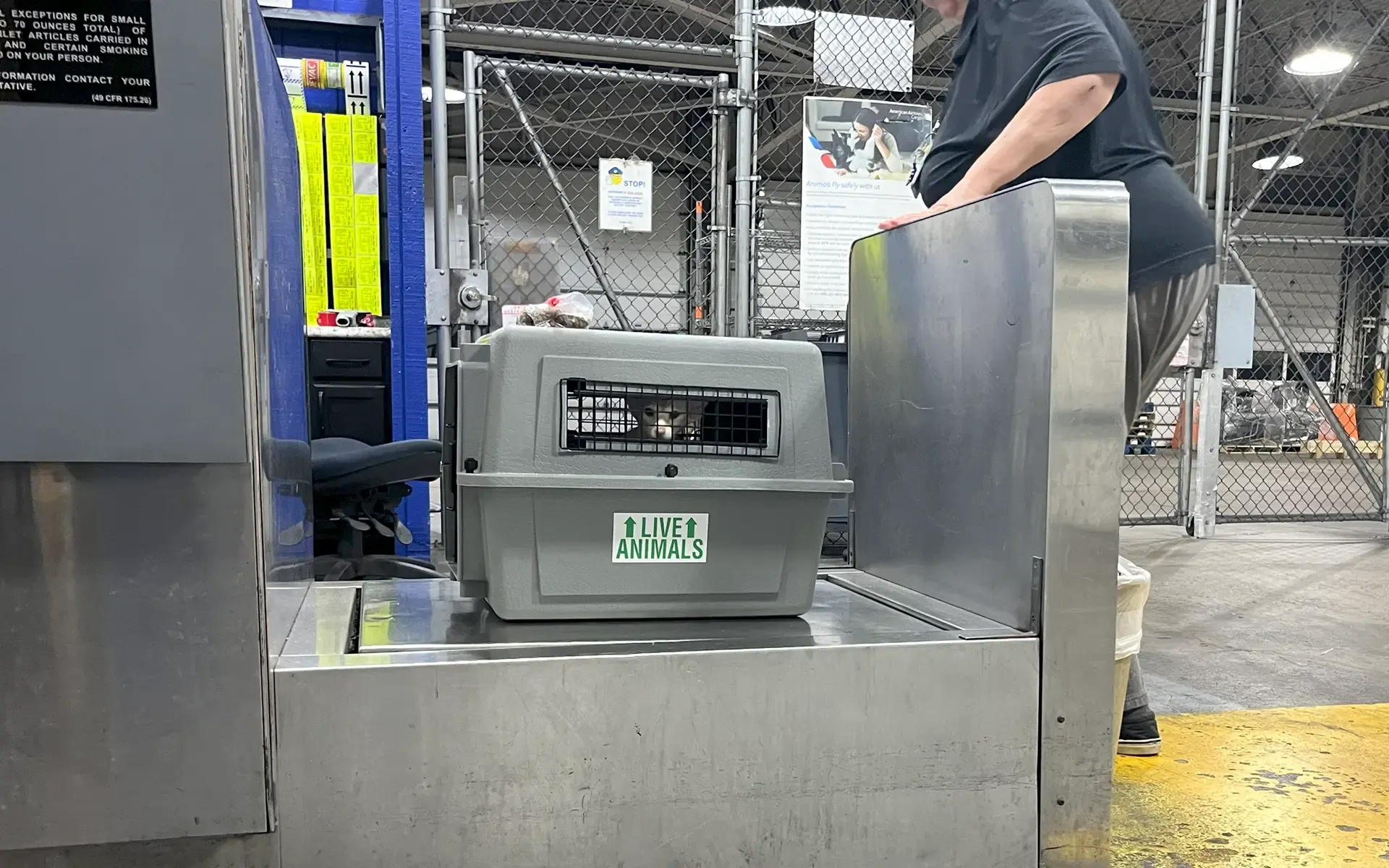 Oriental Shorthair kitten in a carrier labeled 'Live Animals' at an airline cargo terminal, ready for transportation. The kitten waits patiently inside the carrier, highlighting the careful handling and safety measures in pet cargo services.