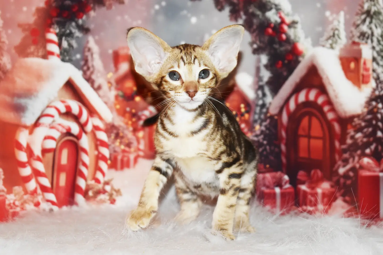 Capri Chocolate Marbled Tabby Oriental shorthair kitten