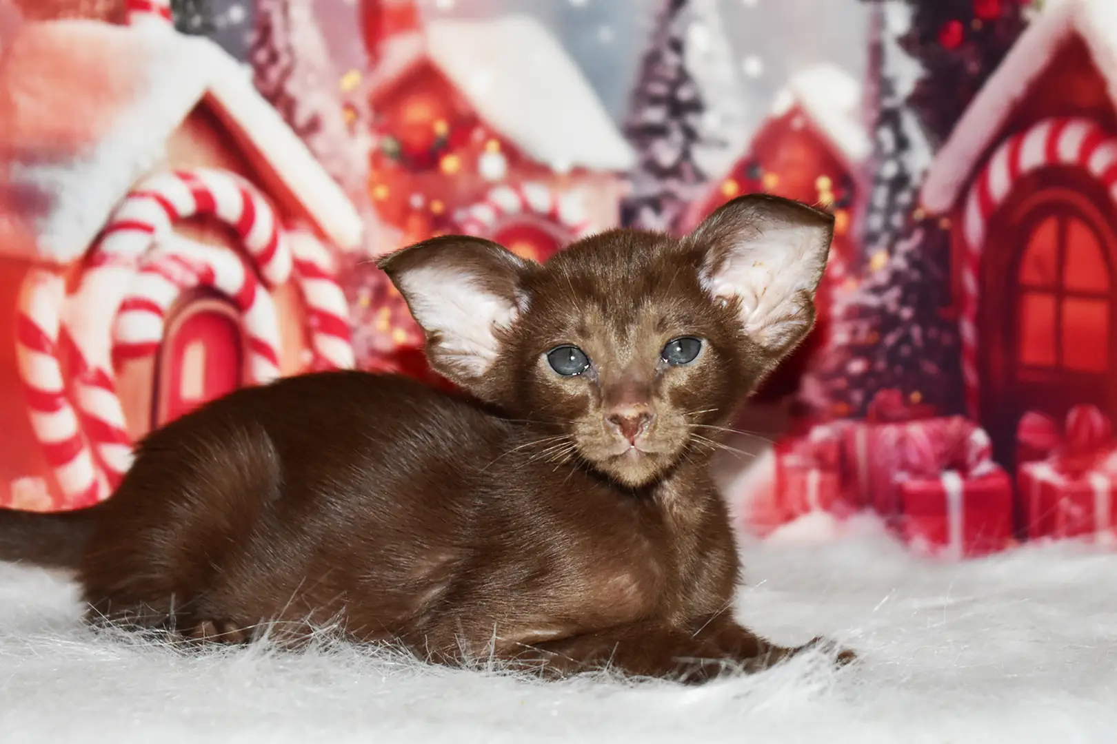 Casandra Chocolate Oriental shorthair kitten