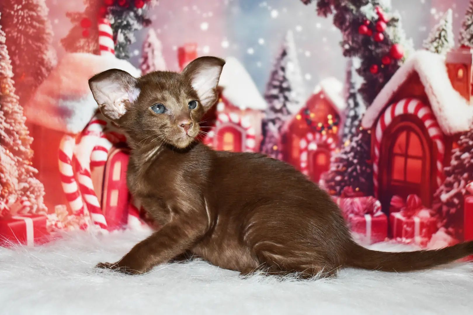 Casandra Chocolate Oriental shorthair kitten