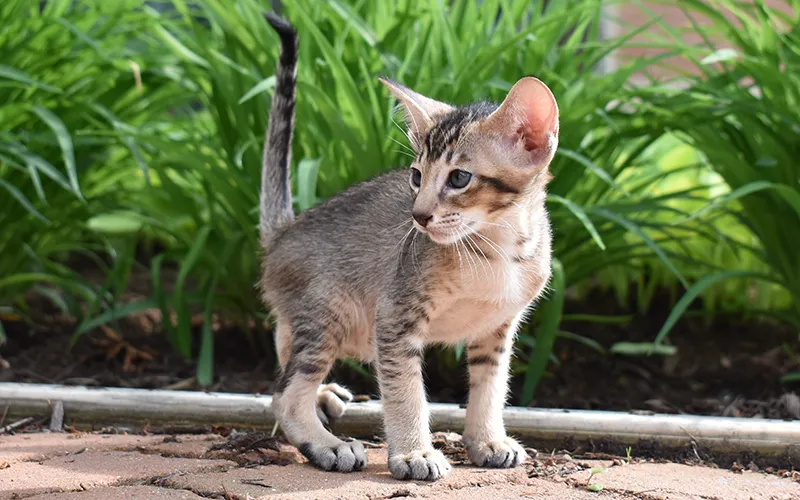 An elegant Oriental Shorthair kitten from Cataristocrat Cattery walks confidently outside on a beautiful day.