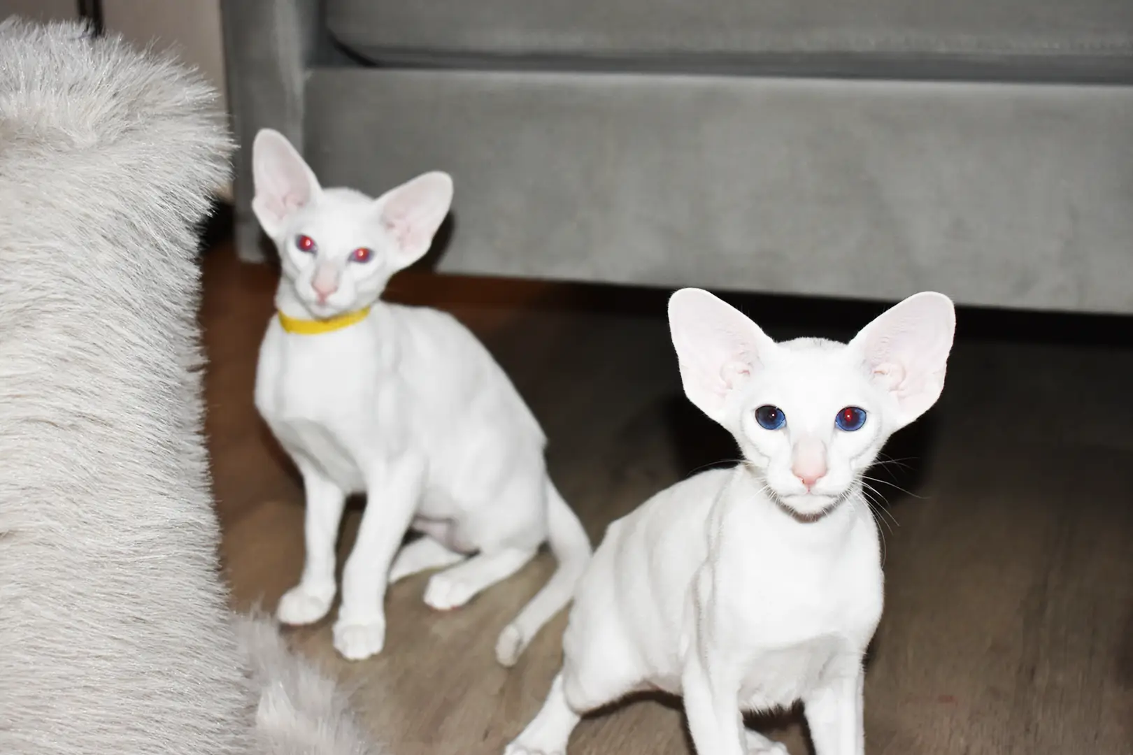 Chloe White with Blue Eyes Oriental shorthair kitten