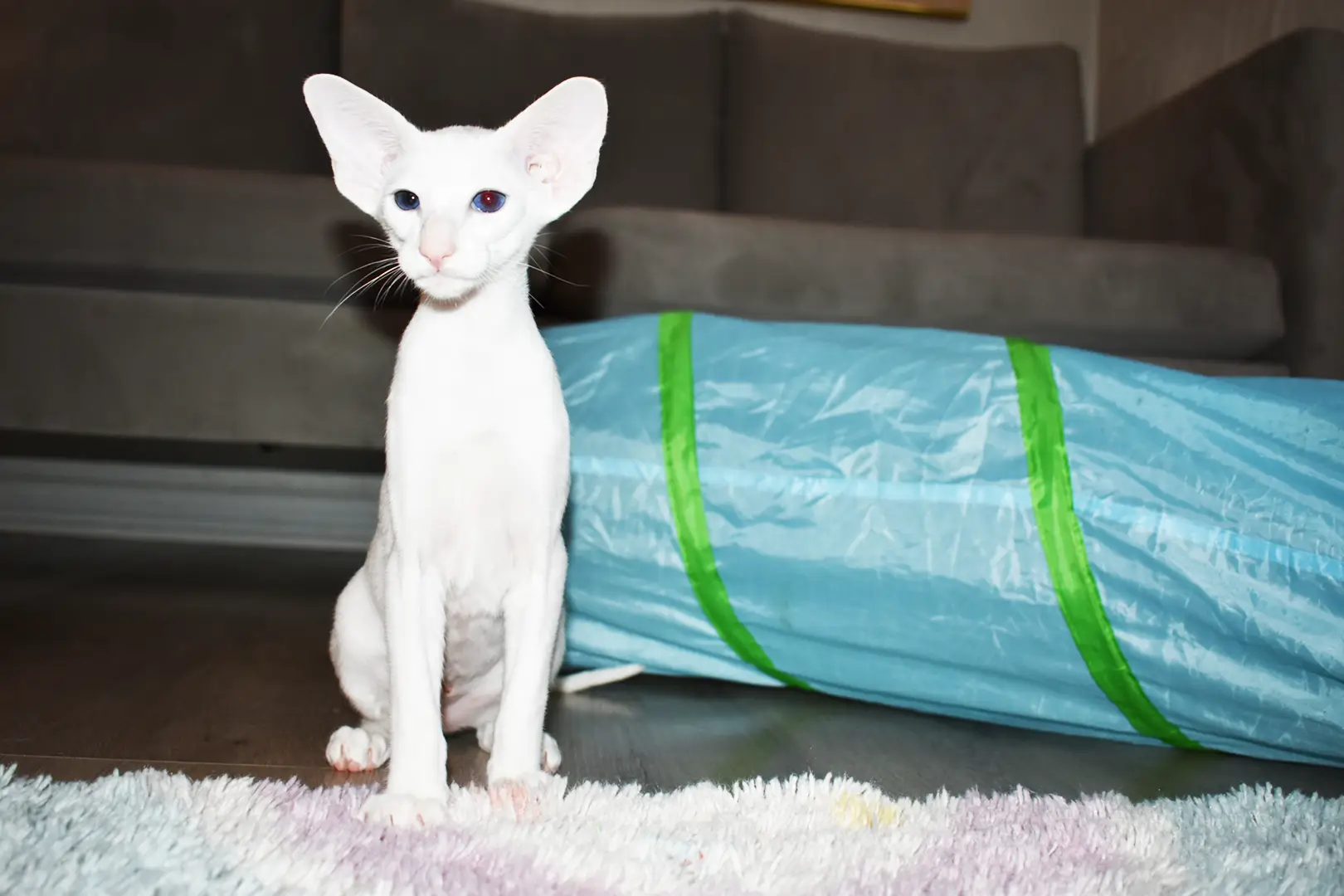 Chloe White with Blue Eyes Oriental shorthair kitten