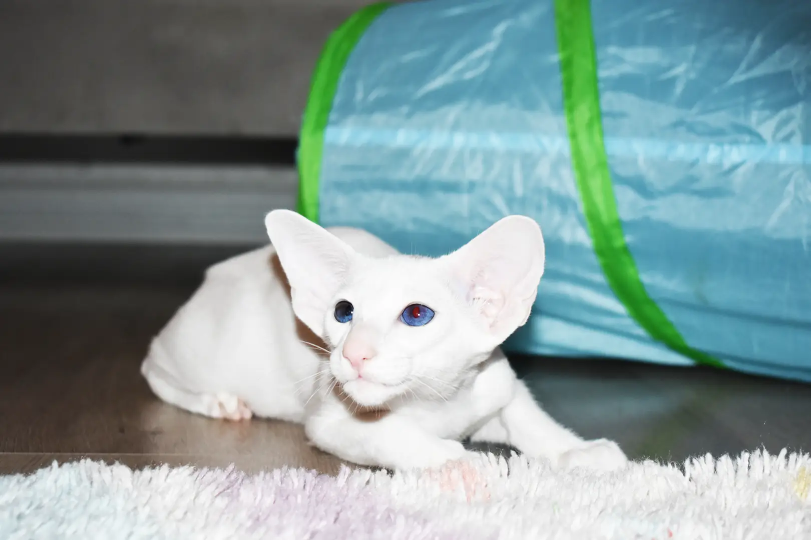 Chloe White with Blue Eyes Oriental shorthair kitten