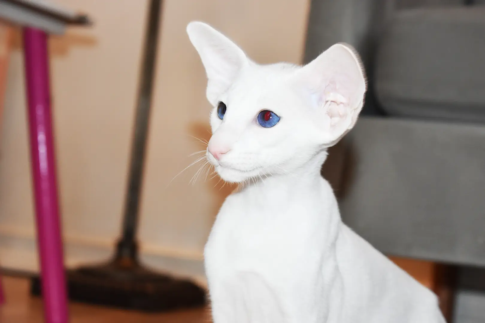 Chloe White with Blue Eyes Oriental shorthair kitten
