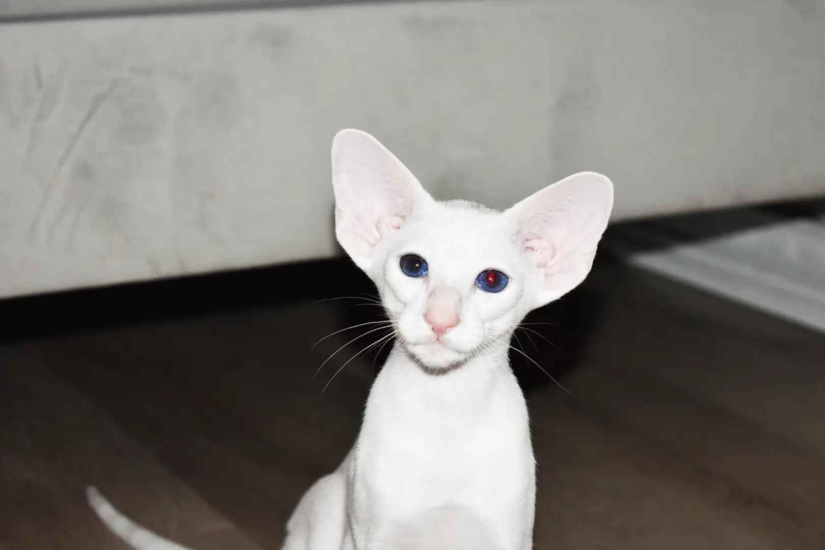 Chloe White with Blue Eyes Oriental shorthair kitten