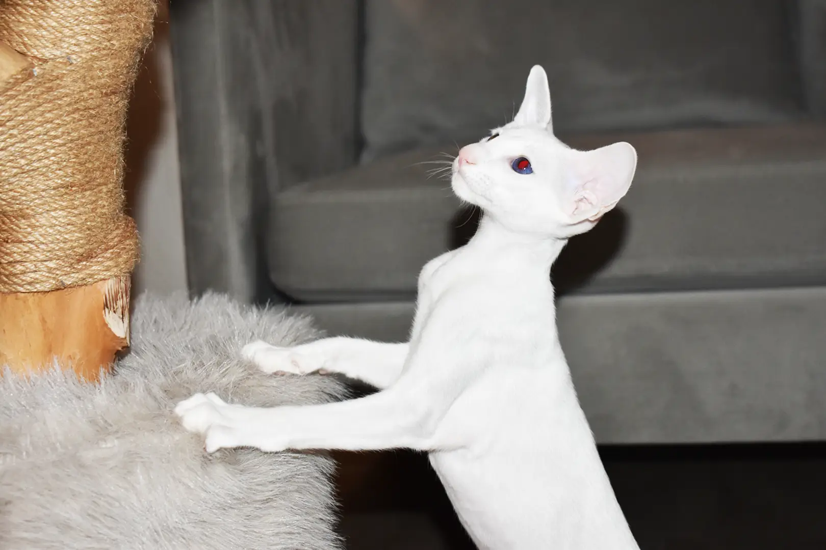 Chloe White with Blue Eyes Oriental shorthair kitten