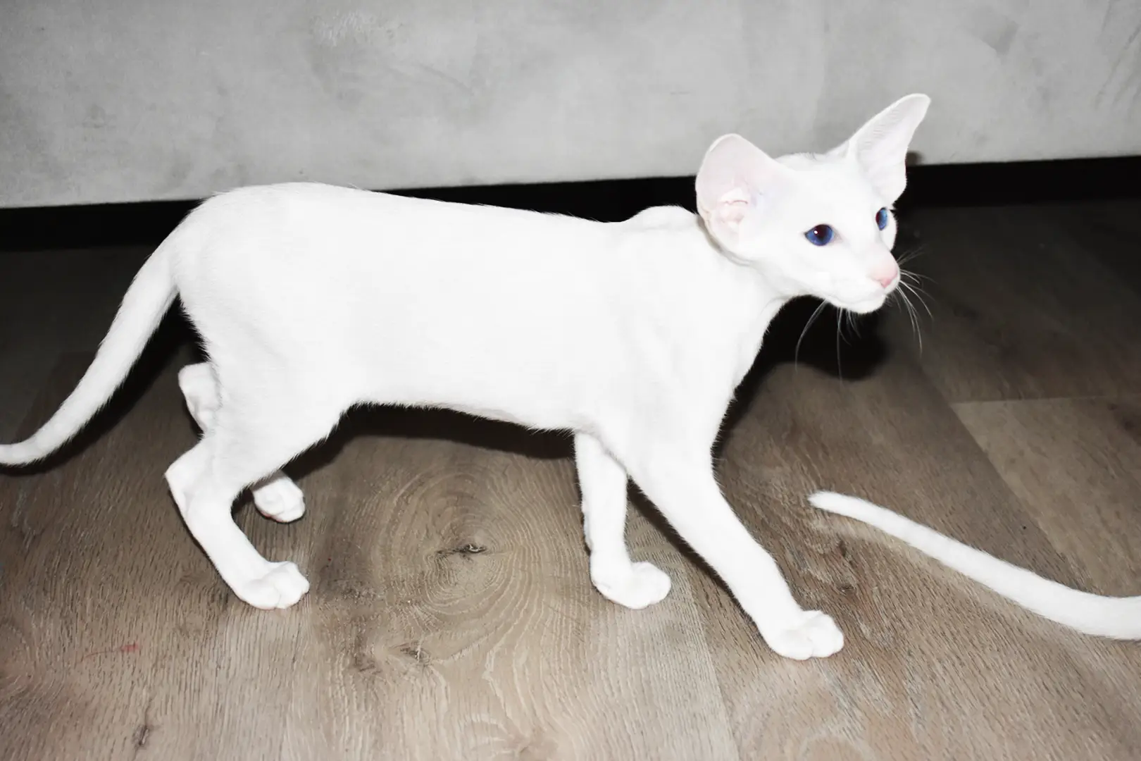 Chloe White with Blue Eyes Oriental shorthair kitten