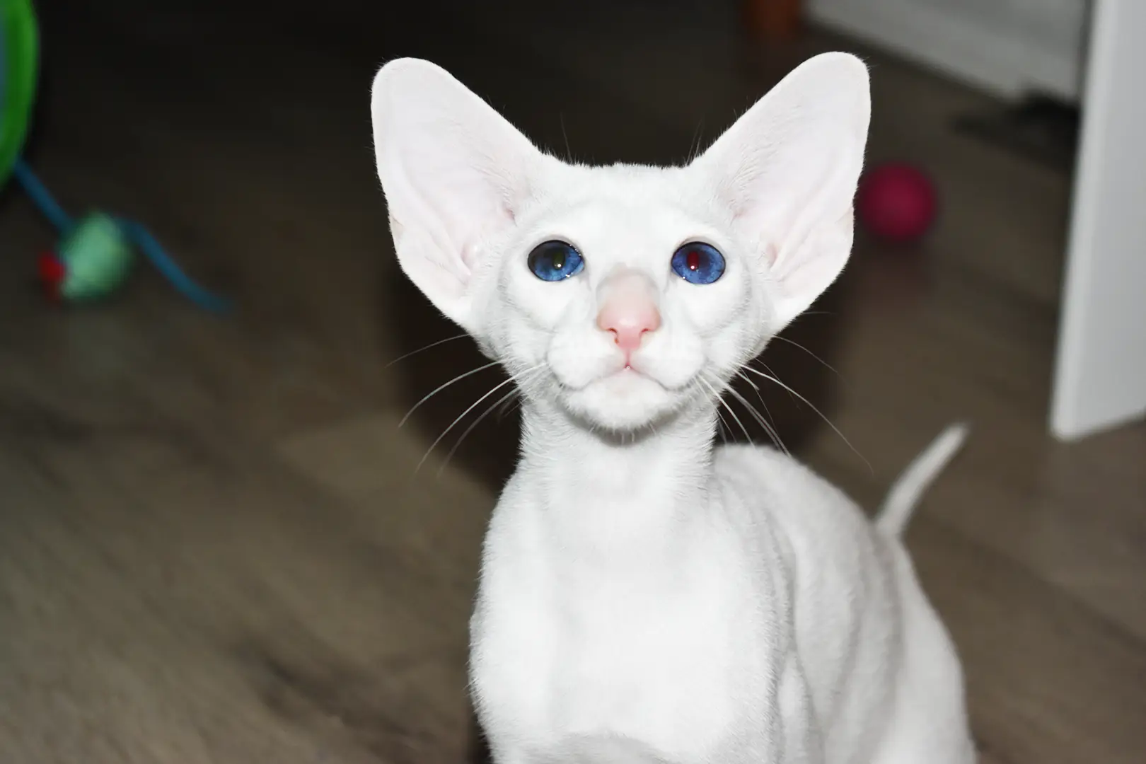 Chloe White with Blue Eyes Oriental shorthair kitten