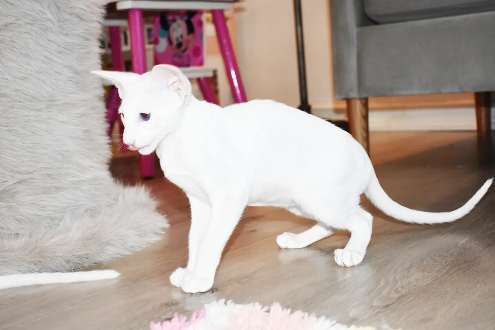 Chloe White with Blue Eyes Oriental shorthair kitten