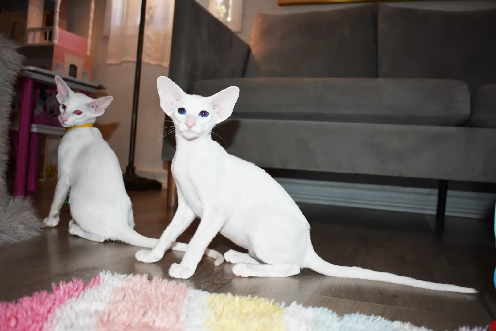 Chloe White with Blue Eyes Oriental shorthair kitten