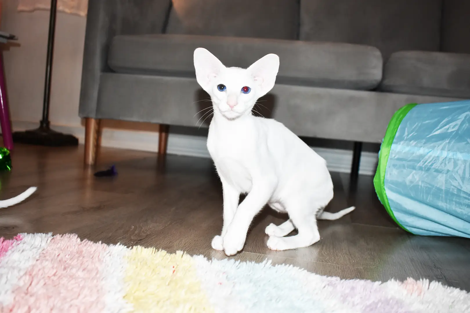 Chloe White with Blue Eyes Oriental shorthair kitten