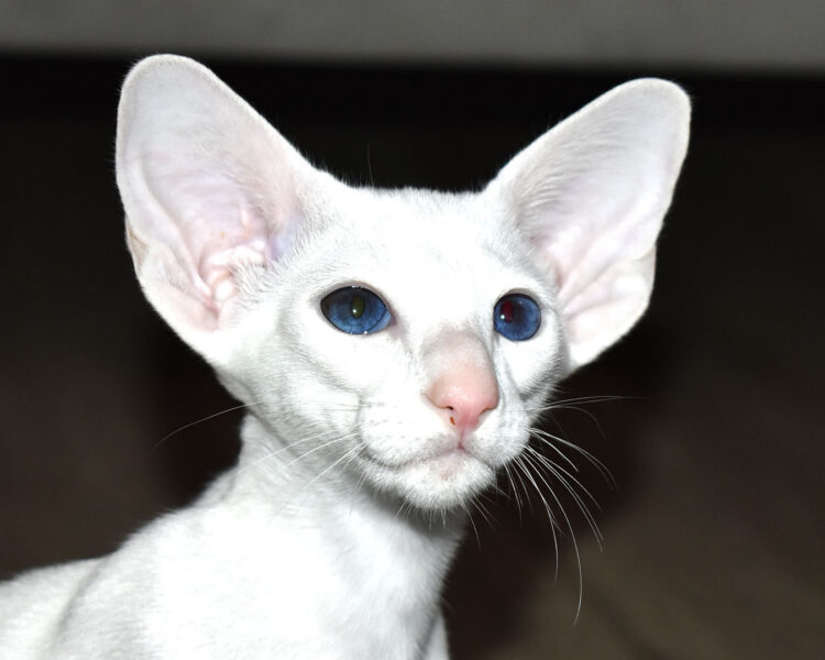 Chloe White with Blue Eyes Oriental shorthair Female kitten for sale