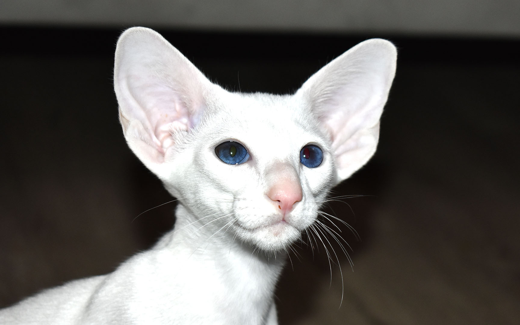 White Oriental Shorthair kitten for adoption