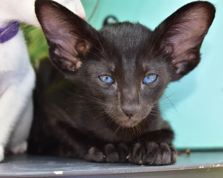 Astrid Black Oriental shorthair Female kitten for sale