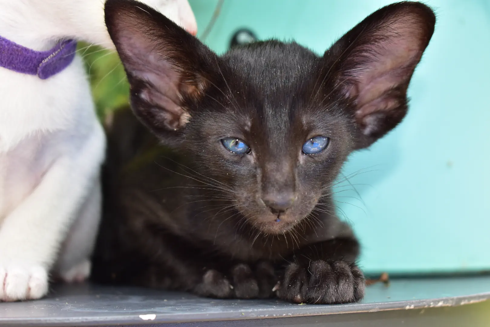 Black female oriental shorthair kitten for sale Astrid 6 weeks