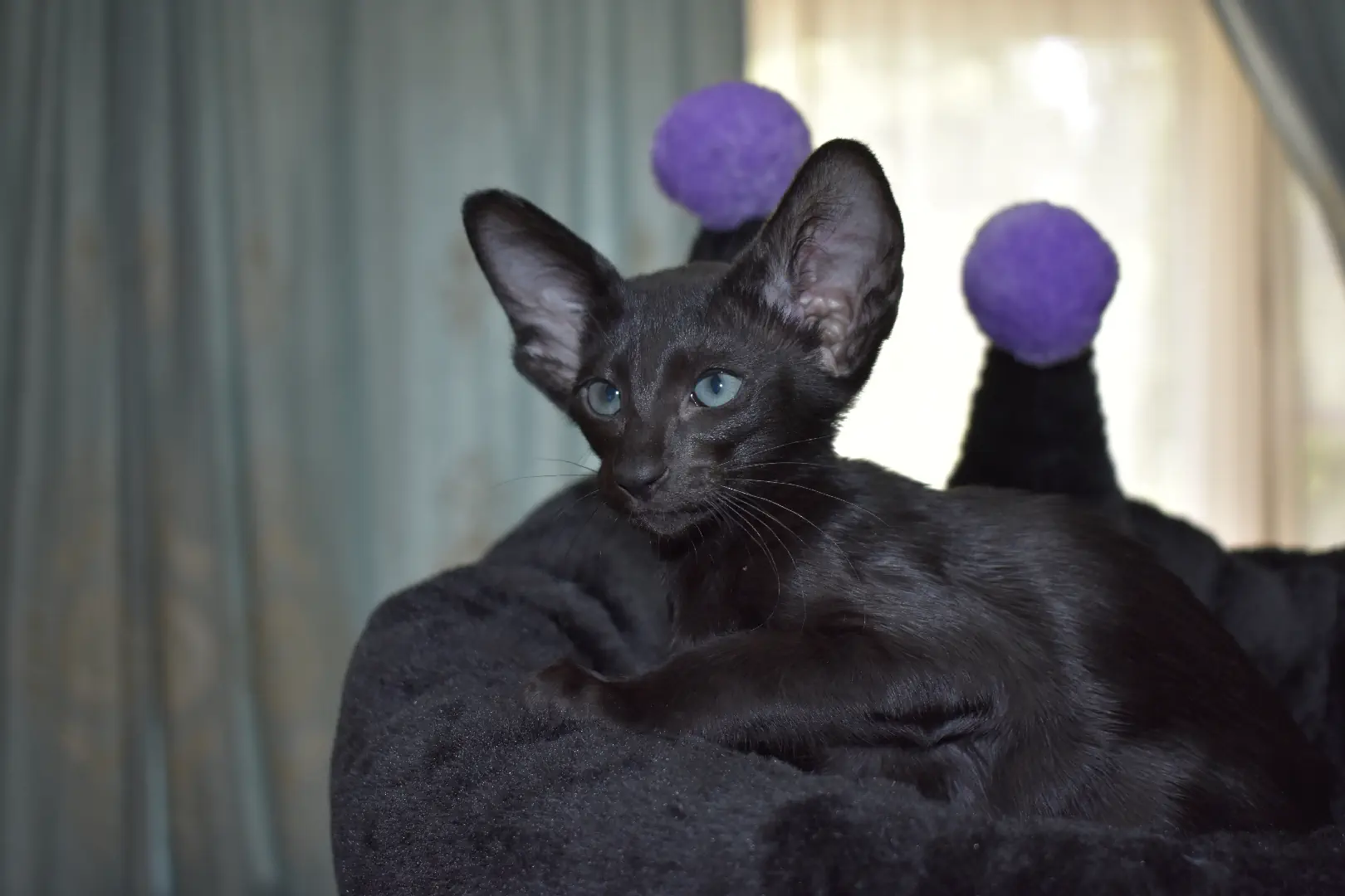 Birdie a.k.a Astrid Black Oriental shorthair kitten