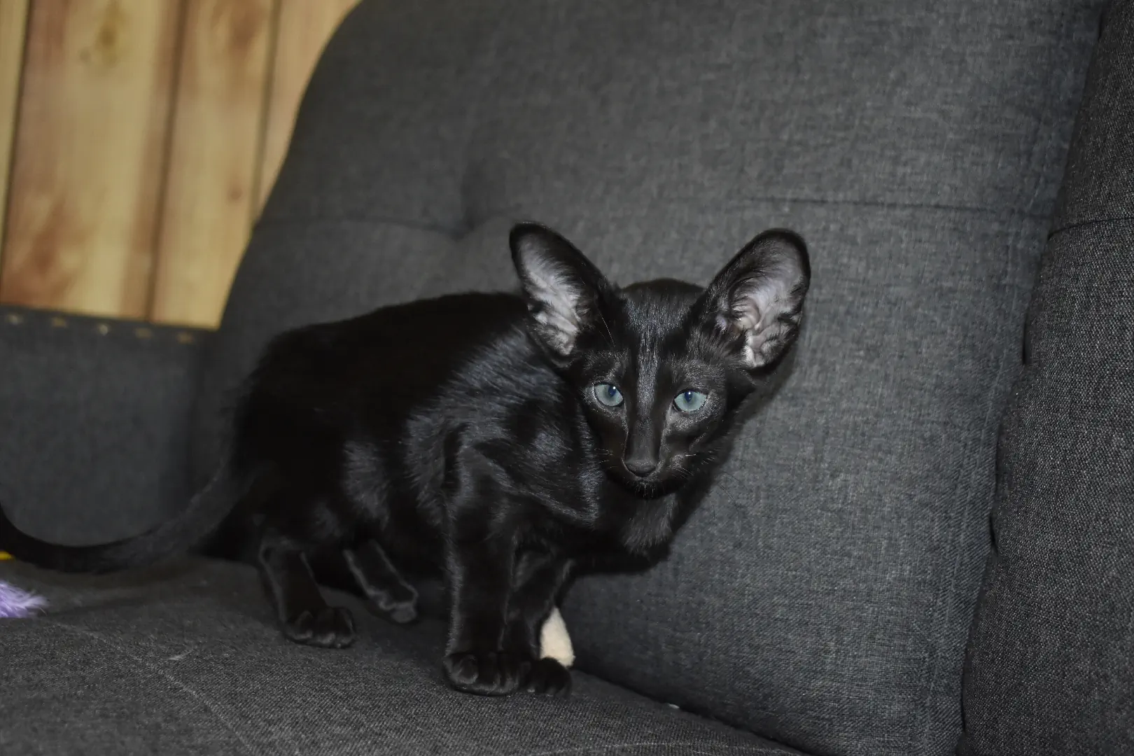 Birdie a.k.a Astrid Black Oriental shorthair kitten