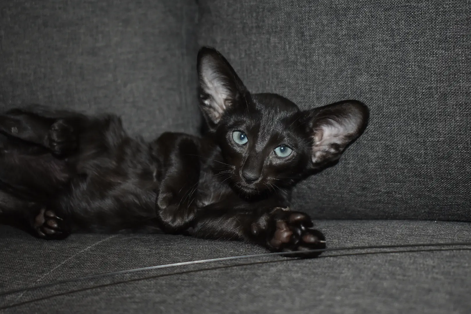 Birdie a.k.a Astrid Black Oriental shorthair kitten