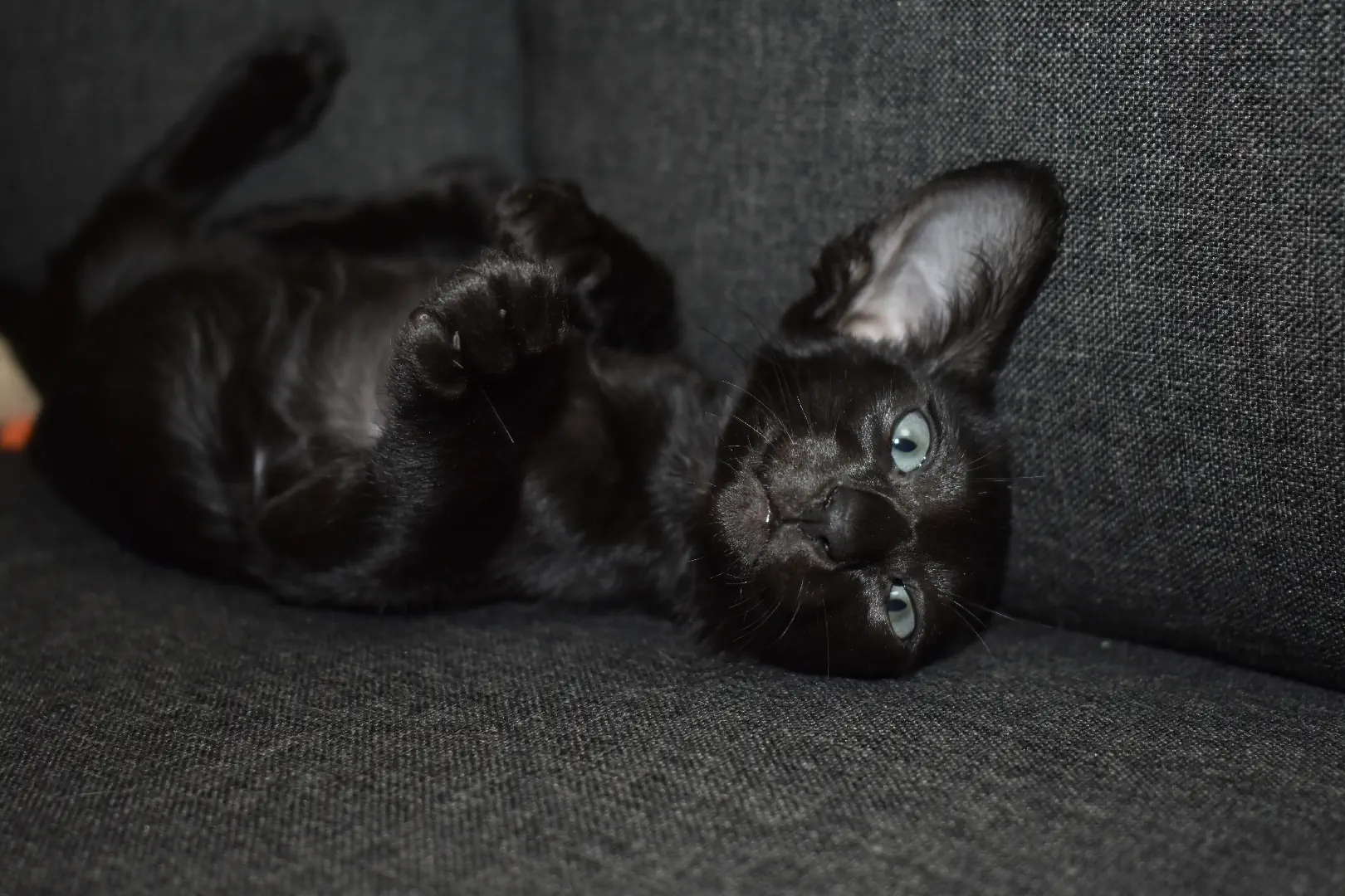 Birdie a.k.a Astrid Black Oriental shorthair kitten