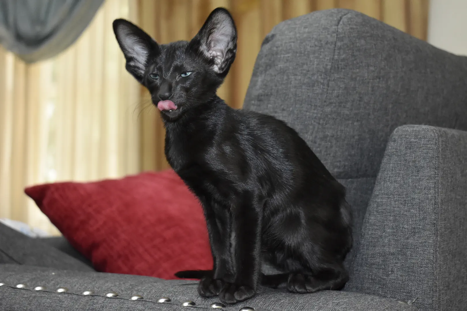 Birdie a.k.a Astrid Black Oriental shorthair kitten