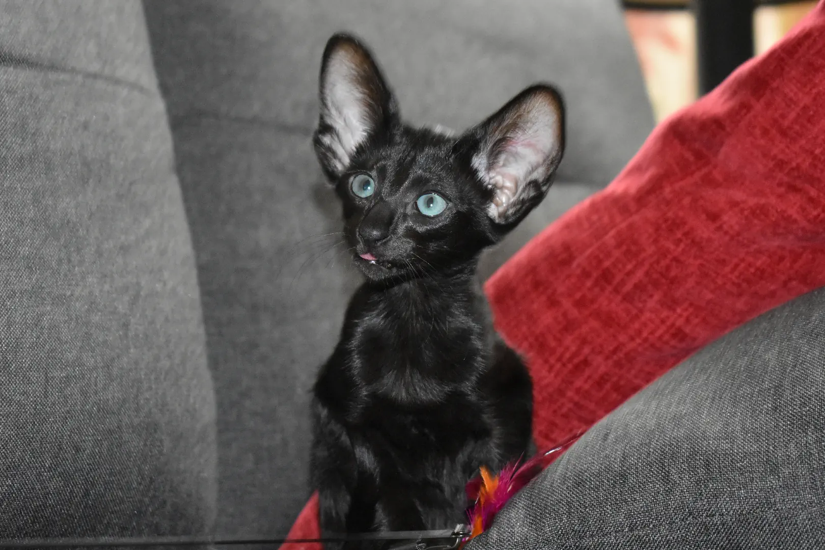 Birdie a.k.a Astrid Black Oriental shorthair kitten