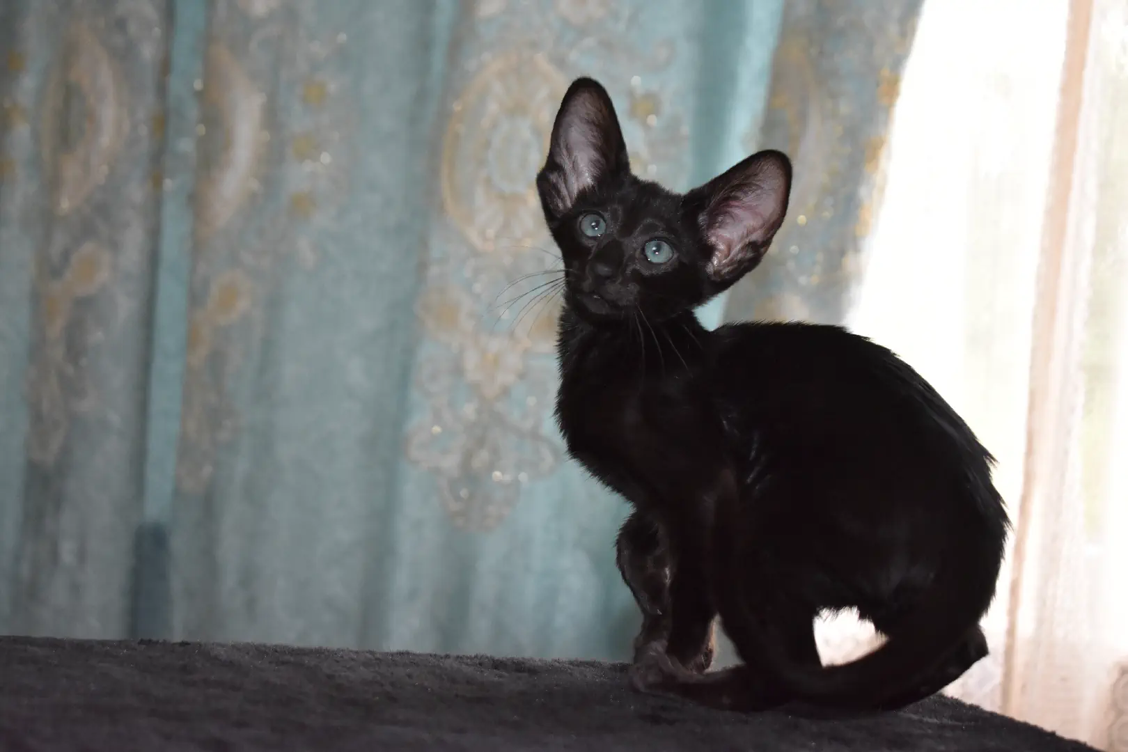 Birdie a.k.a Astrid Black Oriental shorthair kitten