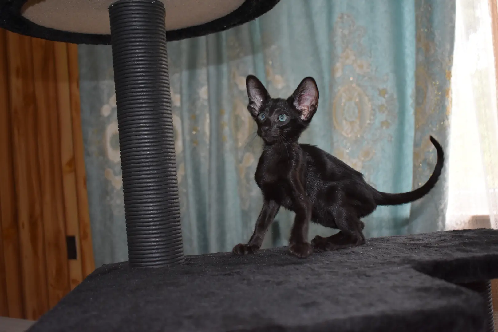 Birdie a.k.a Astrid Black Oriental shorthair kitten