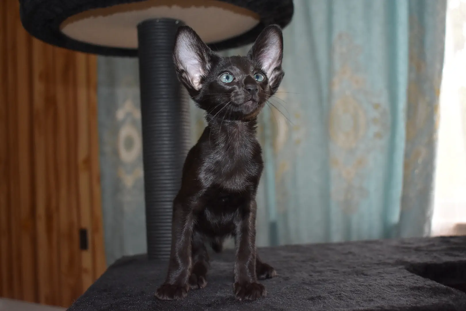 Birdie a.k.a Astrid Black Oriental shorthair kitten