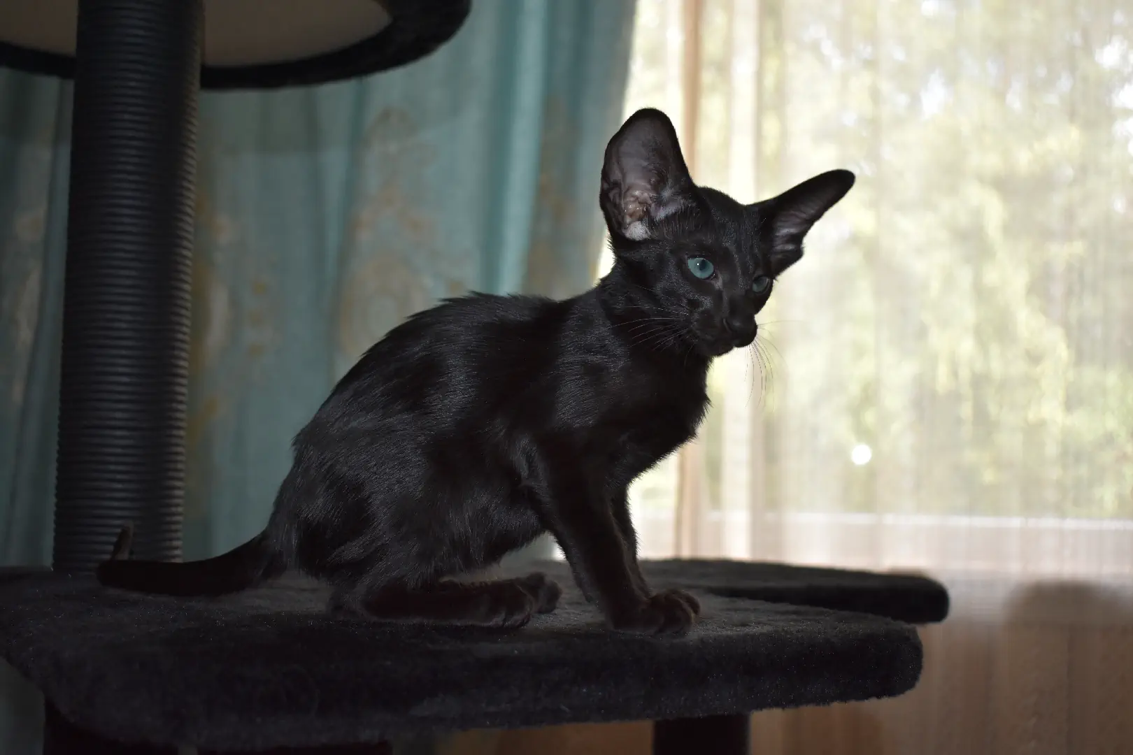 Birdie a.k.a Astrid Black Oriental shorthair kitten